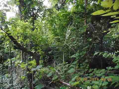 2003 Virginia Park (4)_m.jpg